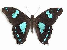 Black butterfly with turquoise spots