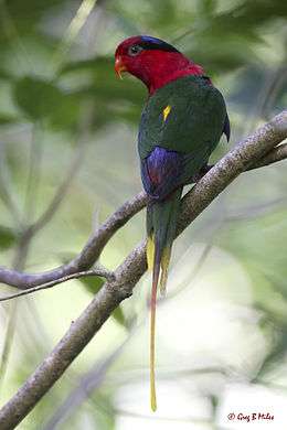 Green parrot with red head, black stripe across the eyes, blue inner wings and yellow tail and wing tips
