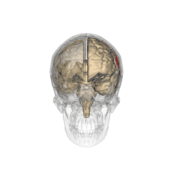 the Parietal lobe highlighted in human brain.