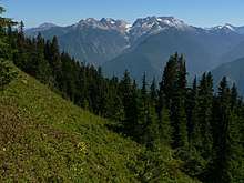 A distant mountain range above a diagonal slope of forest.