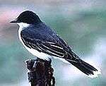 A bird, black on the back and white underneath with a white-tipped tail, perches on top of a post.