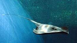 a stingray with a long tail swimming next to a wall