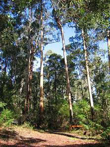 Bibbulmun Track through Karri forest near Pemberton, Western Australia.