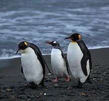 Penguins, black on back, white on belly