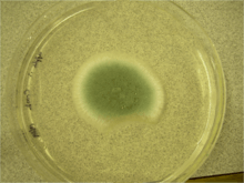 Petri dish with colonies of Penicillium digitatum