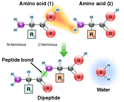 Two amino acids are shown next to each other. One loses a hydrogen and oxygen from its carboxyl group (COOH) and the other loses a hydrogen from its amino group (NH2). This reaction produces a molecule of water (H2O) and two amino acids joined by a peptide bond (-CO-NH-). The two joined amino acids are called a dipeptide.
