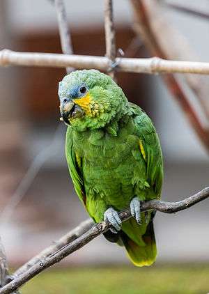 A green parrot with yellow cheeks and shoulders, blue marks between the eyes and beak, and white eye-spots