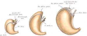 Three anatomical drawings of a stomach at different sizes, in color, with different parts highlighted