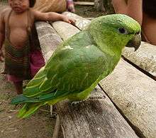 A green parrot with a light-green underside and head