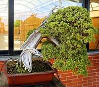 Photograph of windswept-style juniperus bonsai