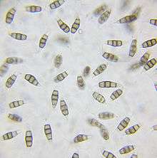 Conidia of Pestalotiopsis microspora