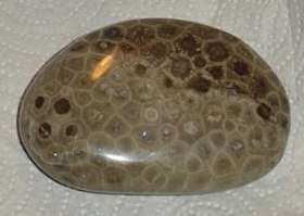 A polished brown pebble of petoskey stone showing the typically six-sided cellular structure from the fossilized coral.