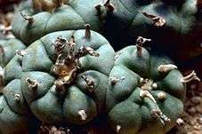 Close up of a peyote cactus growing in the wild.