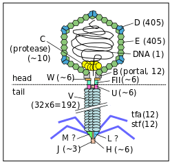 The bacteriophage lambda virion