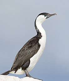 A black-faced cormorant sits on a rock. Its breeding plumage has fine white streaks on its black neck.