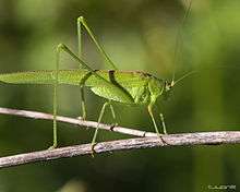 The body of this green Orthoptera measures 12–18 mm while its antennae are four times longer