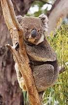 Koala resting in tree between branch and stem