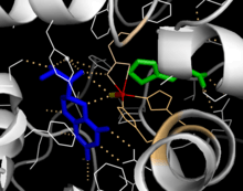 Active site model for PAH.