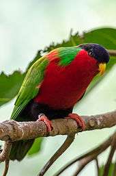 A green parrot with a red head and underside, and a black forehead