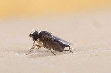 Phorid fly parasitoid of fire ants
