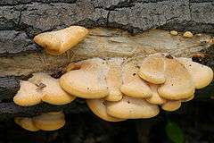 A series of tightly packed, pockmarked cream to orange mushrooms grow from the side of an horizontal log.