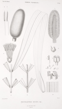 illustration of parts of Phytelephas ruizii, likely Phytelephas seemannii