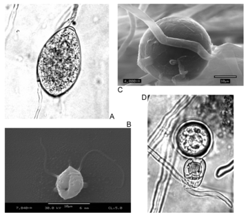 Asexual (A: sporangia, B: zoospores, C: chlamydospores) and sexual (D: oospores) reproductive structures of Phytophthora infestans (Peronosporales)