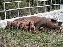 a dark-coloured sow with piglets