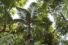 Pinanga andamanensis at Mount Harriet National Park, Andaman Islands