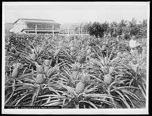In a pineapple field, a laborer stands with his hat in hand.