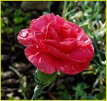 A pink carnation flower