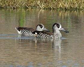 A pair of pink-eared ducks swimming together