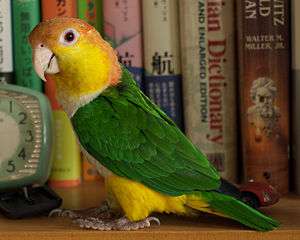 A parrot with green wings, yellow legs and cheeks, a white underside, and an orange forehead and nape