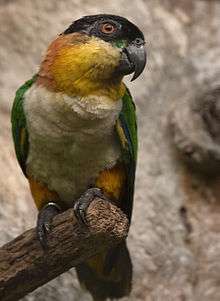 A parrot with green wings, yellow legs and cheeks, a white underside, an orange nape, and a black forehead