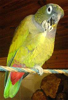 A green-yellow parrot with a light-grey collar and face, white eye-spots, and a red underside of the tail