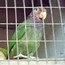 A green parrot with a blue collar and a red head with white speckles