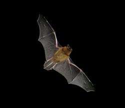 The common pipistrelle is one of the most common bats, especially found near houses