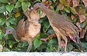 Two grayish-brown fowl preen each other in front of a leafy background