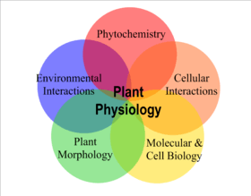 A Venn diagram of the relationships between five key areas of plant physiology