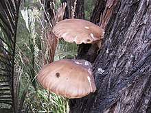 Pleurotus australis (Brown oyster mushroom on peppermint tree), Callcup block, D'Entrecasteaux National Park, April 2017