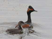 An adult, in breeding plumage, behind a juvenile that has a greyish-brown appearance with a white throat. Both are in water.