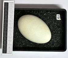 A whitish, oval egg in a black material.