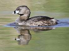 A small brownish-gray bird, beak white with a black stripe, swims on calm water