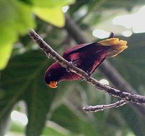 A red-violet parrot with a yellow underside-of-the-tail