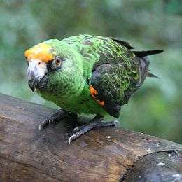 A green parrot with an orange-yellow forehead.