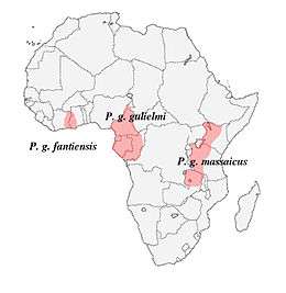 Range includes Angola; Cameroon; Central African Republic; Congo; Democratic Republic of the Congo; Côte d'Ivoire; Equatorial Guinea; Gabon; Ghana; Kenya; Liberia; Nigeria; Tanzania; Uganda.