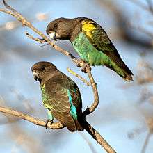 Two brown parrots. Their underplumage is turquoise-green.