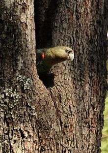 A parrot with a brown head, brown neck and white bill is peering out of a hole in a tree.