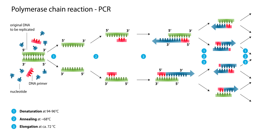 An infographic showing the replication process of PCR