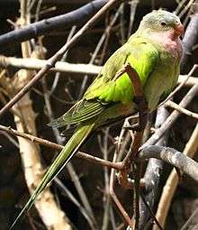 Green parrot with grey head, pink throat, yellow back, and dark wing tips